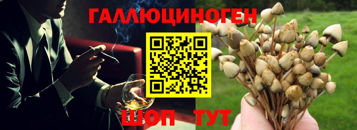 Псилоцибиновые грибы мицелий Тара
